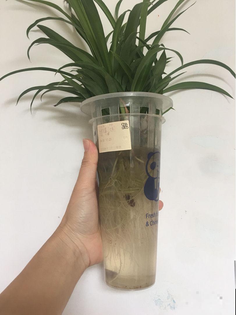 为啥明明浇水不多，但植物还是烂根了，看你踩这4个坑了没
