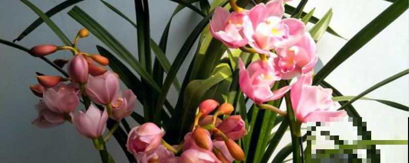 红红火火的年宵花，现在再不买，半个月后价格翻一倍