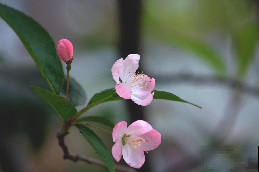 5种花虽然好看，但坏毛病特别多，谁养谁痛苦