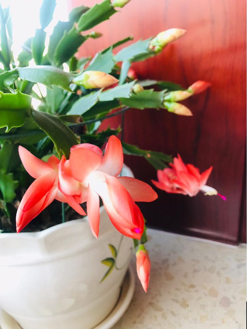 人养花花养人的4种花,养在卧室助睡眠,晚上睡得香 人养花花养人的4种花,养在卧室助睡眠,晚上睡得香