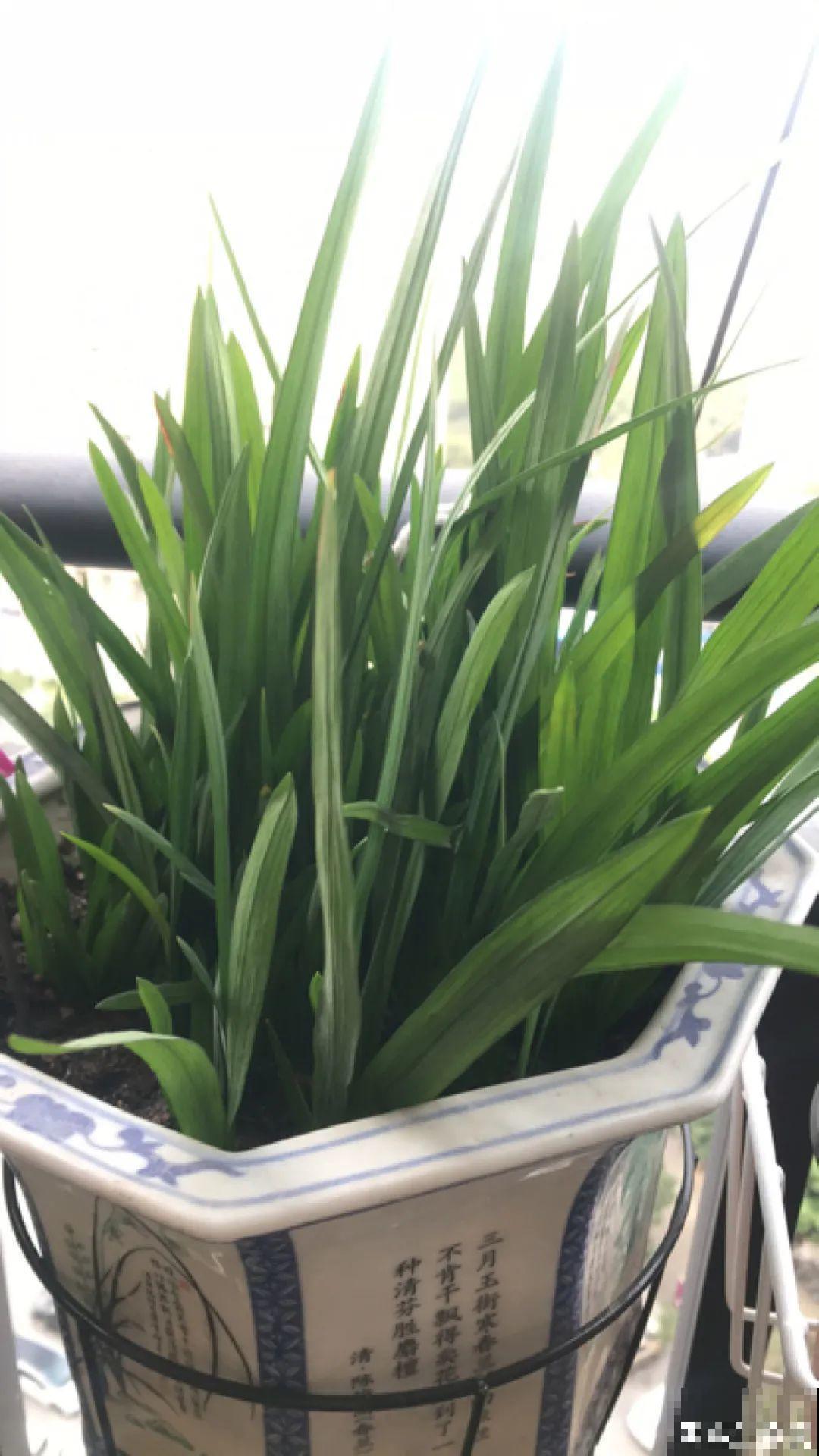 秋天在家养盆“香香花”，满屋子香味，还特耐寒