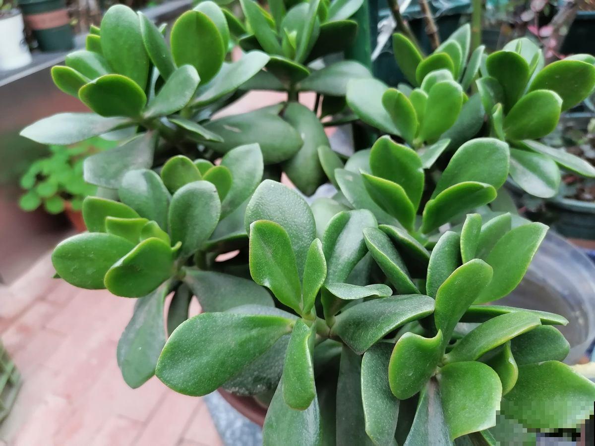 1种“吉利树”,耐心修剪,会越来越值钱 1种“吉利树”,耐心修剪,会越来越值钱