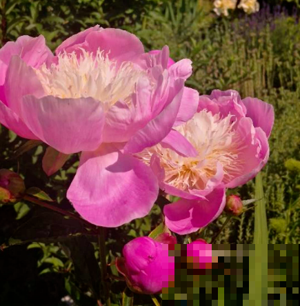 芍药和牡丹，傻傻分不清楚，6个方法教你快速区别