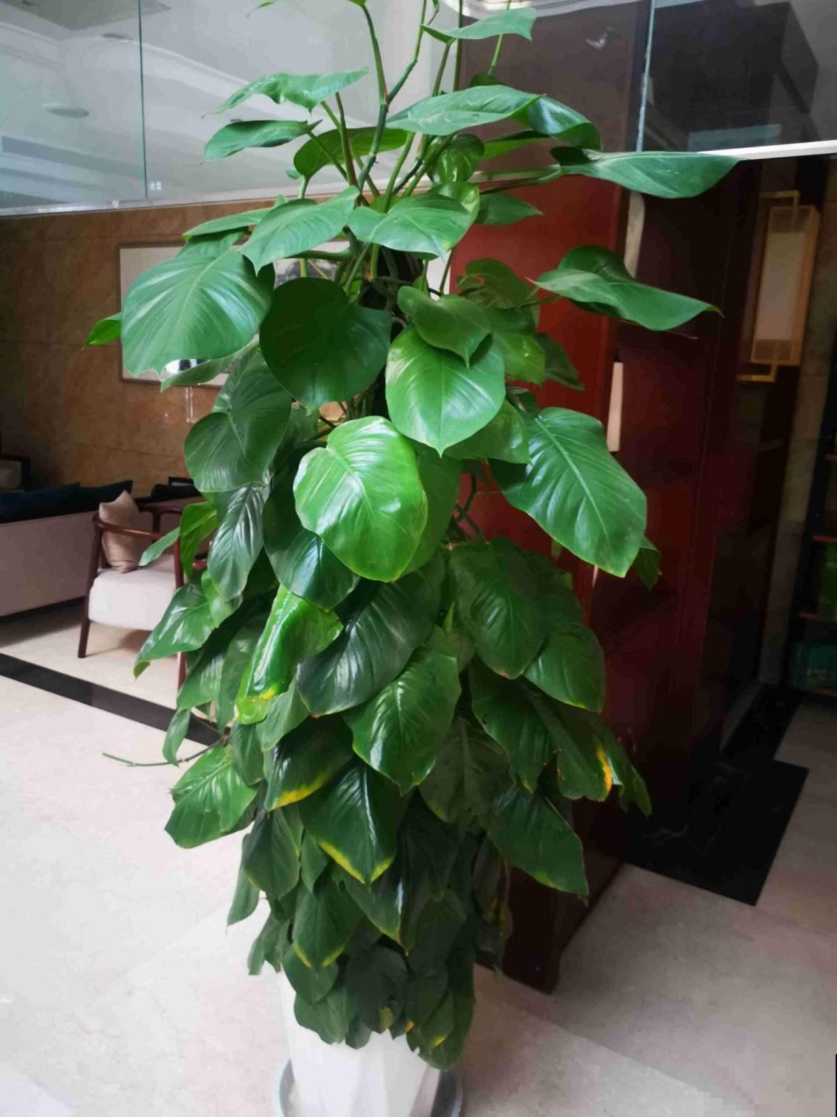 冬季绿萝怎么养,才能安全过冬,其实很多人都养错了 冬季绿萝怎么养,才能安全过冬,其实很多人都养错了