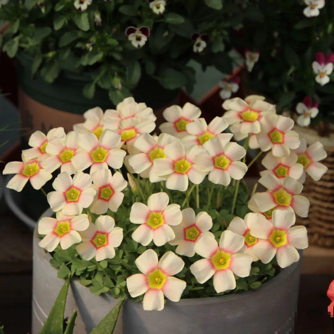 1种小草花名叫酢浆草，花量大，花期长，一盆还能变多盆