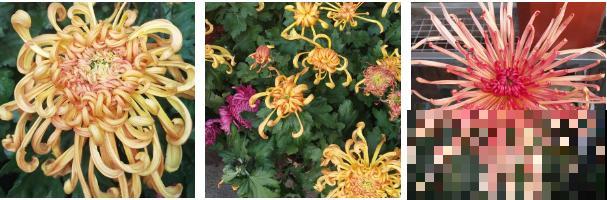 5种小清新菊花，花期长，花量大，秋天值得入手！