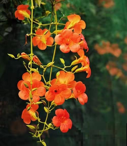 邻居的爬藤花惹了大麻烦，我家屋子成了“危房”，养花一定要慎重