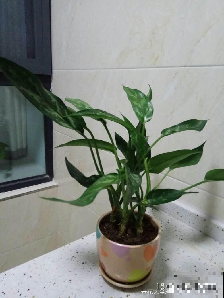 厨房油烟重就养5种绿植，净化空气效果好，还能揪一把炒菜吃