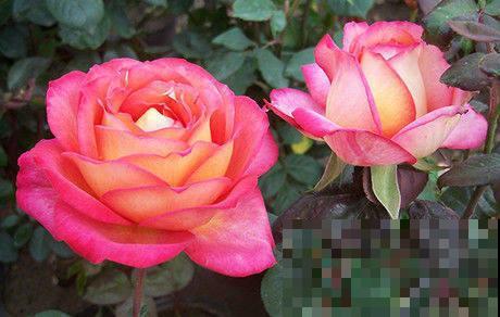 4种花选对扦插方法，3天就生根，冬天也能爆开花