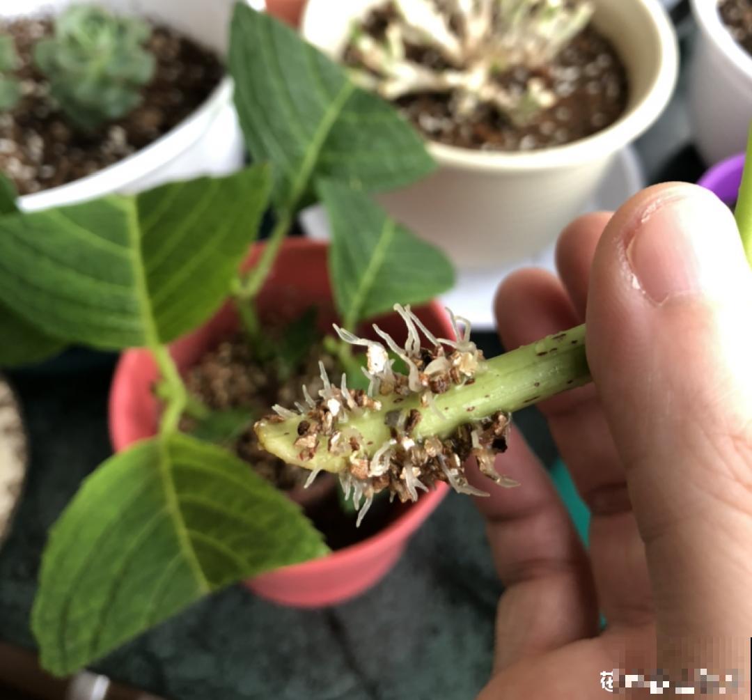 现在扦插8种花，生根快长得旺，冬春季节就开花