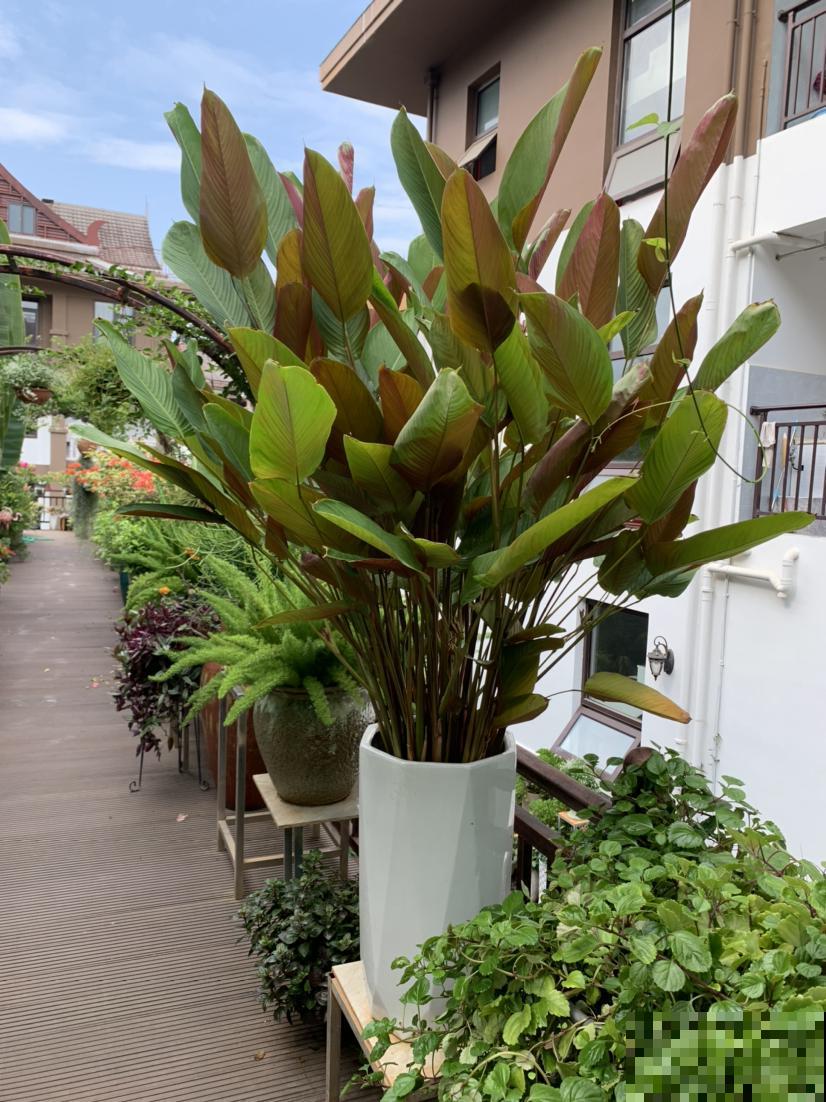 老话说“房前不栽树，屋后不种花”，究竟是科学，还是迷信？