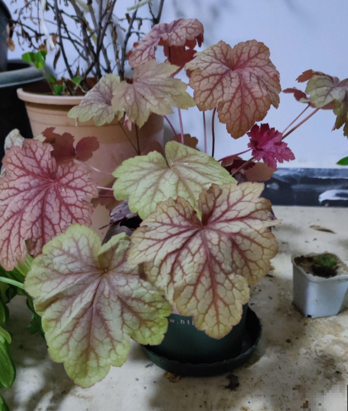 5种花，阴凉处也能养，长得照样好