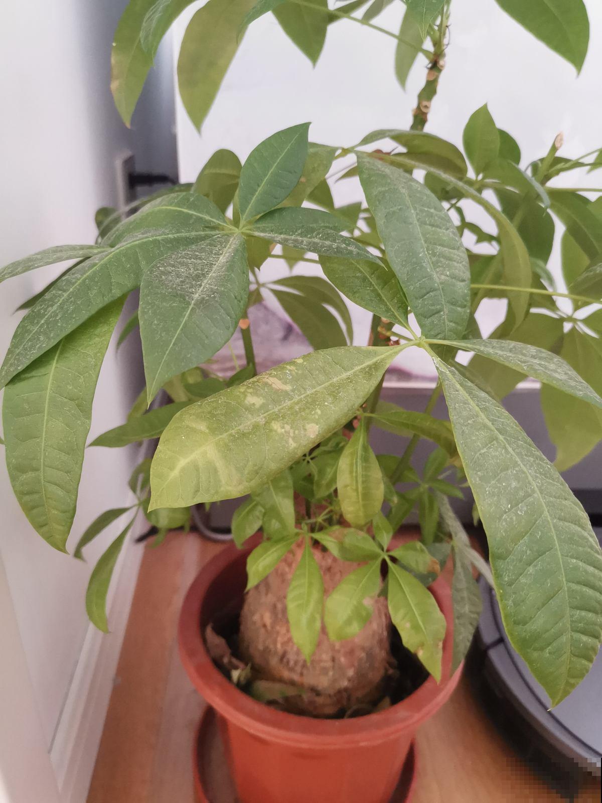 寓意好的植物,不要轻易送,弄巧成拙更麻烦 寓意好的植物,不要轻易送,弄巧成拙更麻烦