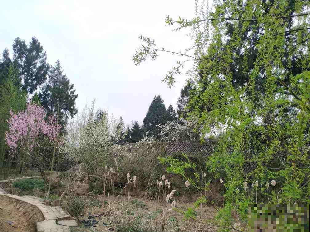 老祖宗说“五树进宅,人穷家败”,5种树最好不要种家里 老祖宗说“五树进宅,人穷家败”,5种树最好不要种家里