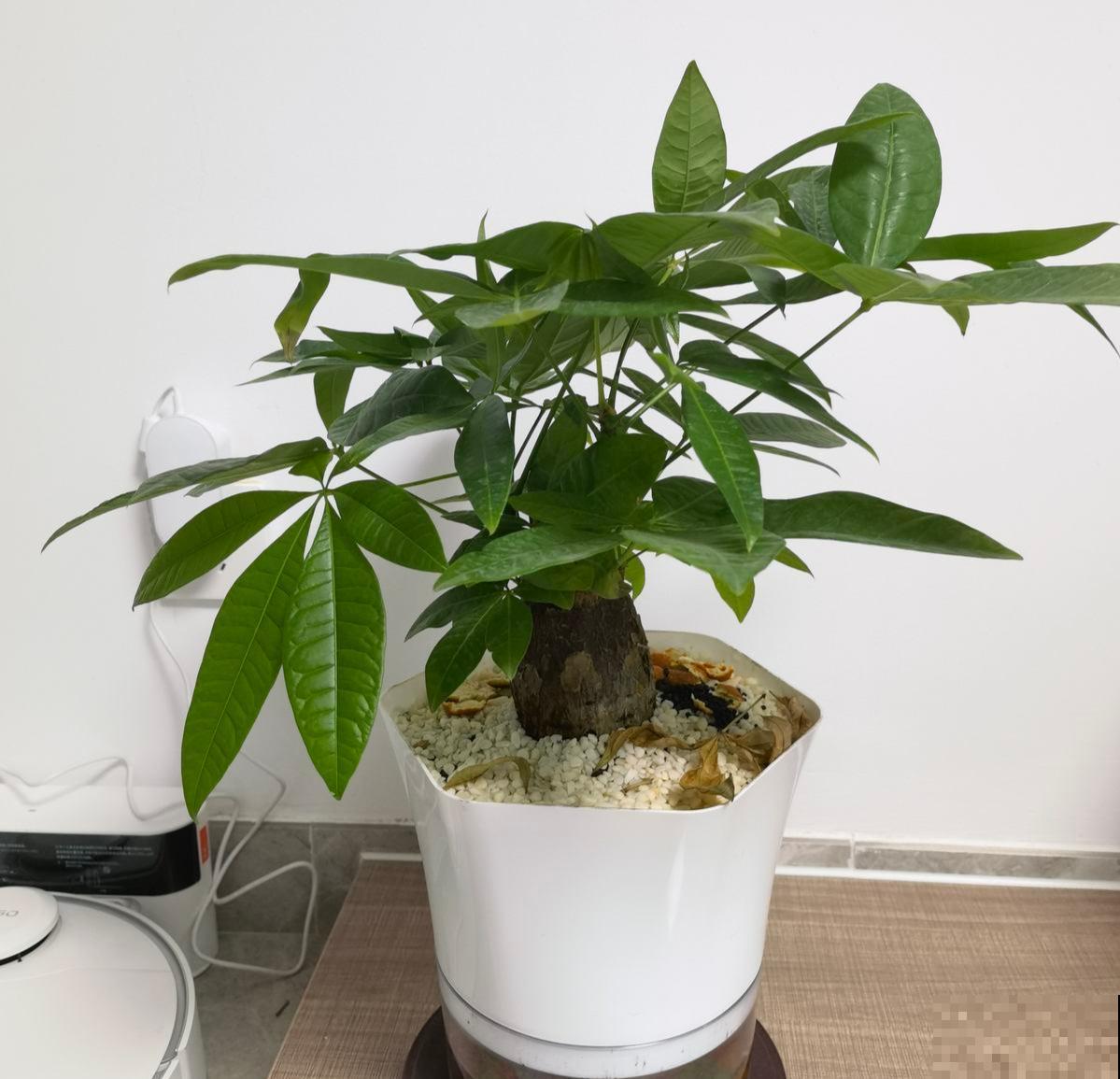 发财树怎么修剪枝叶