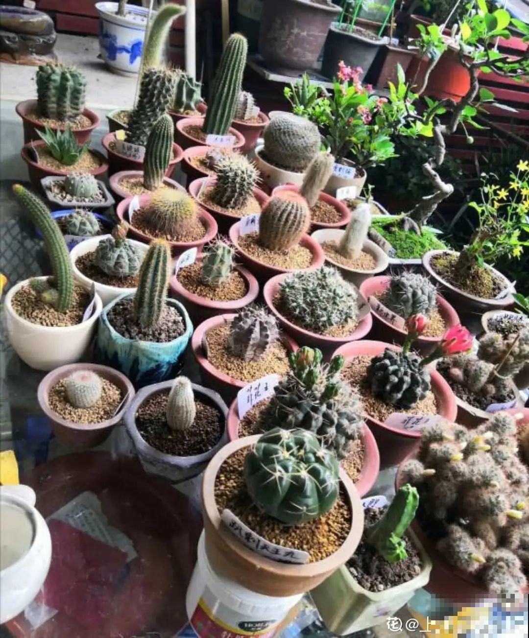 温度低于8度,8种花断水、断肥,明年开花更多 温度低于8度,8种花断水、断肥,明年开花更多