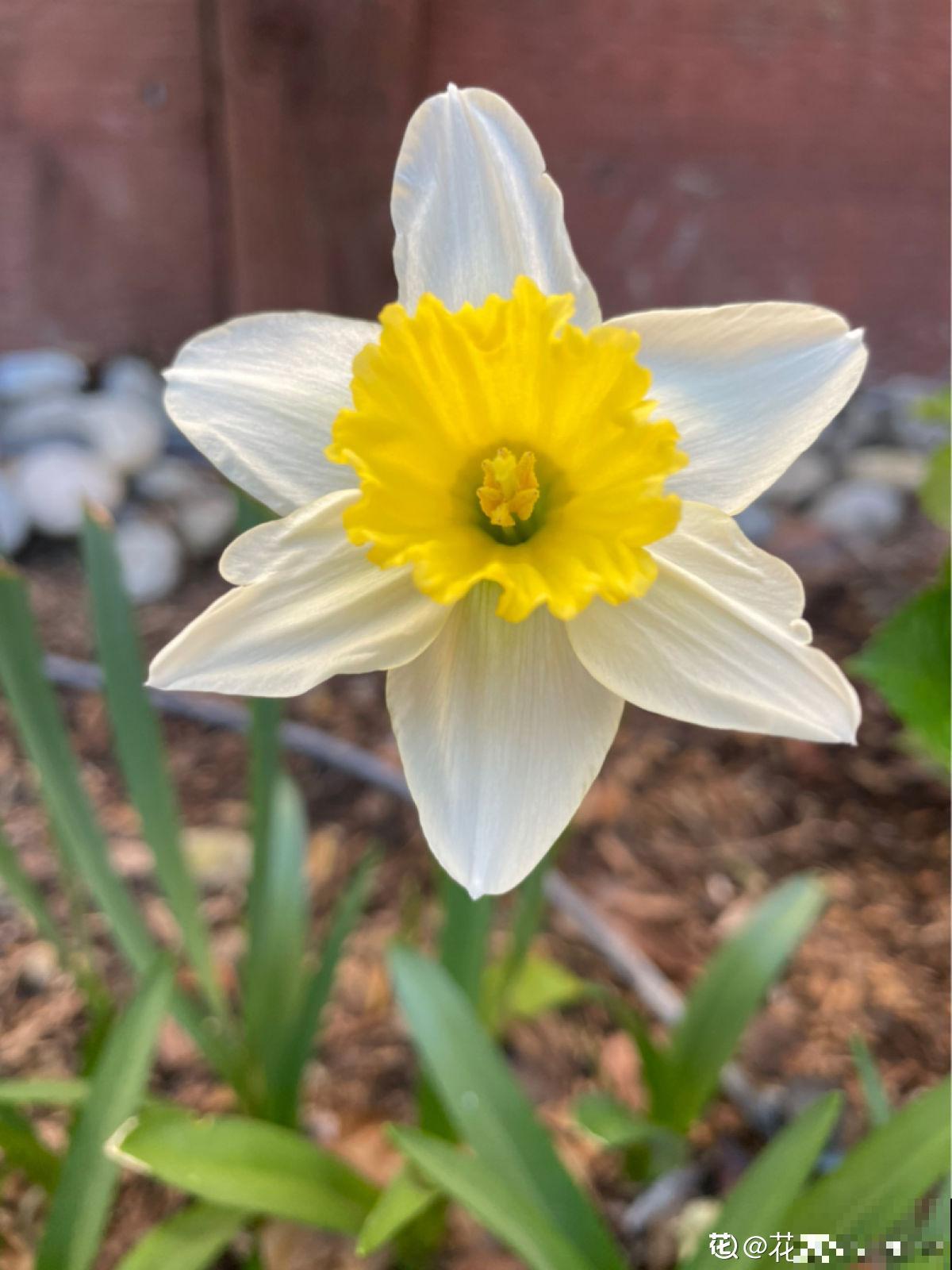 买回来洋水仙后，一直是大葱模样，连妈妈都抱怨它不开花