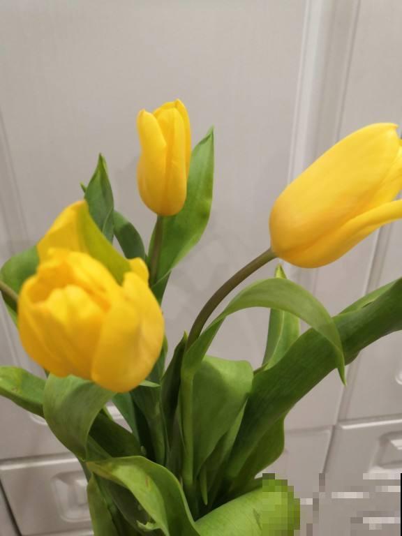 农村随处可见的牛粪，城里人当个宝，拿来养花正合适