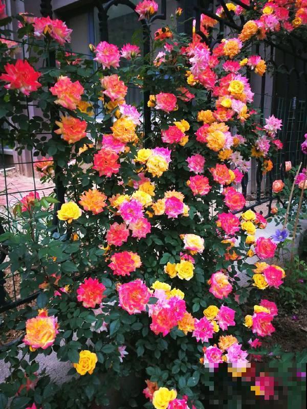 秋天去花市买花,见到这4种花千万别买,90%是假的 秋天去花市买花,见到这4种花千万别买,90%是假的