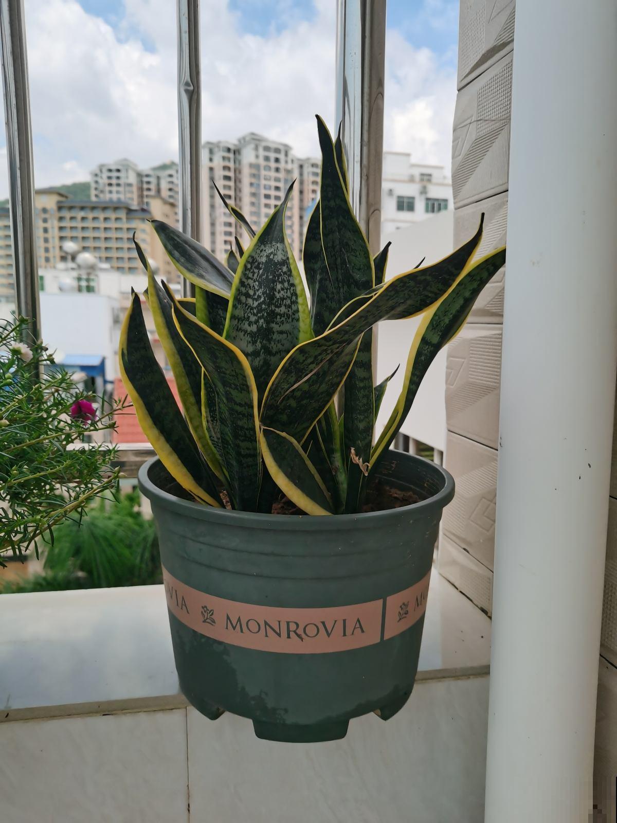 1种花是出了名的“受虐植物”，塞进小盆少浇水，才能长得壮