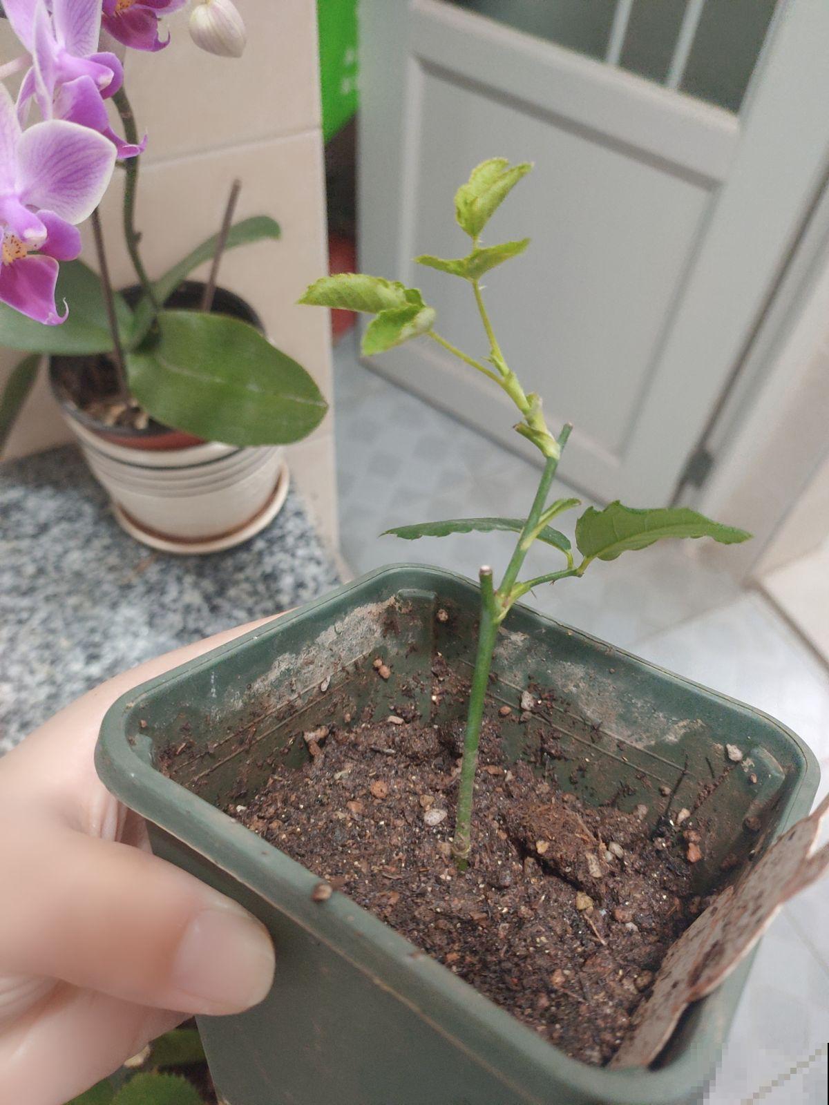 6种花,10月扦插还来得及,早下手为强 6种花,10月扦插还来得及,早下手为强