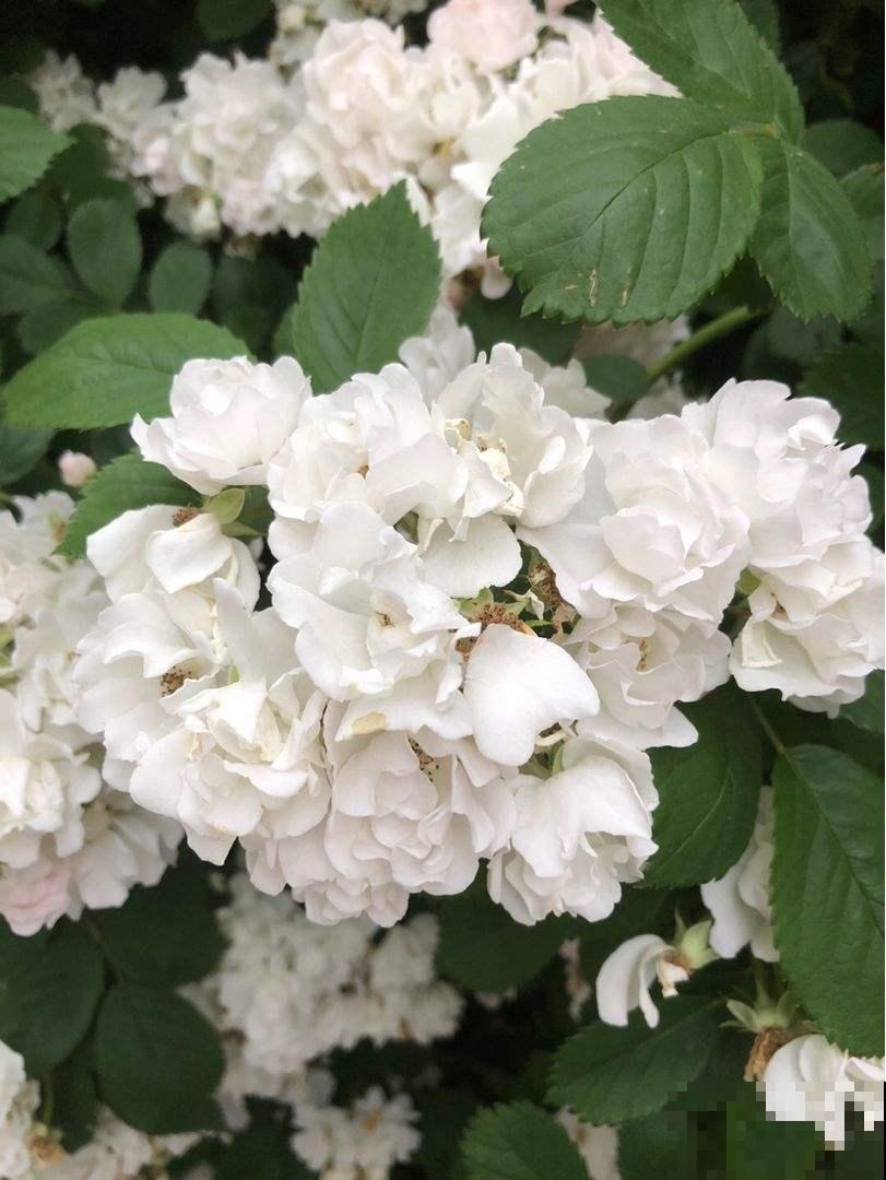 温度降到10℃，赶紧把花搬进屋，不然全冻死了