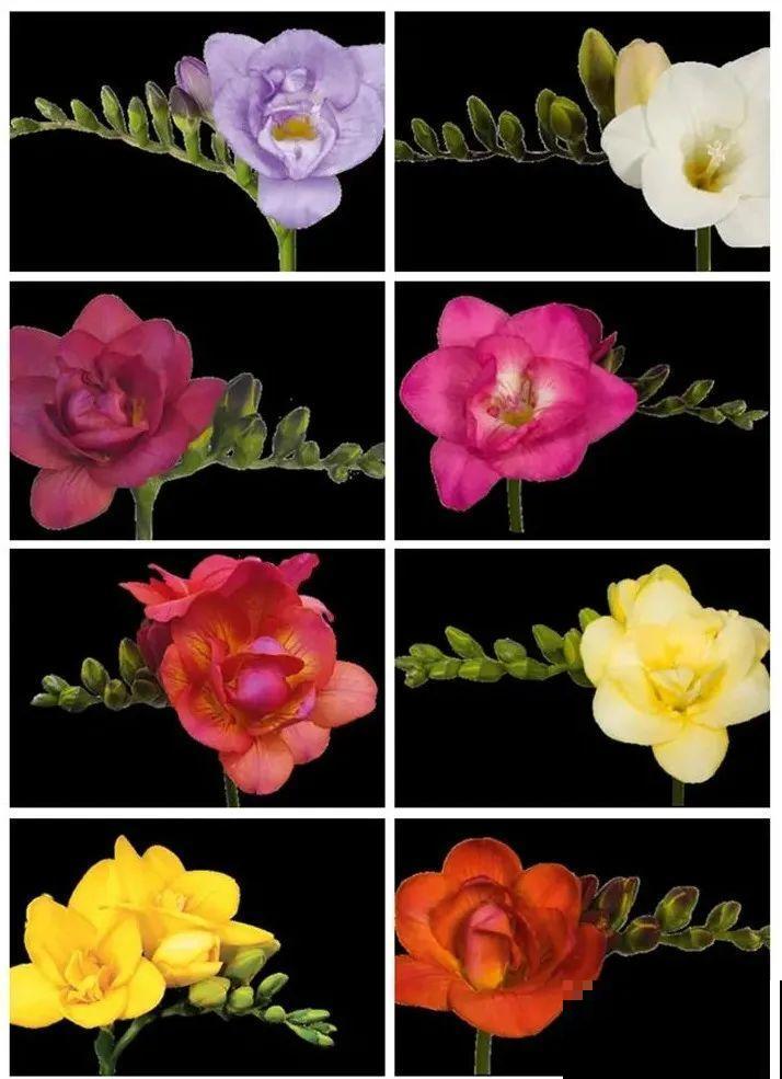 2块钱一个的便宜花,埋土里就开花爆盆,天再冷也冻不死 2块钱一个的便宜花,埋土里就开花爆盆,天再冷也冻不死