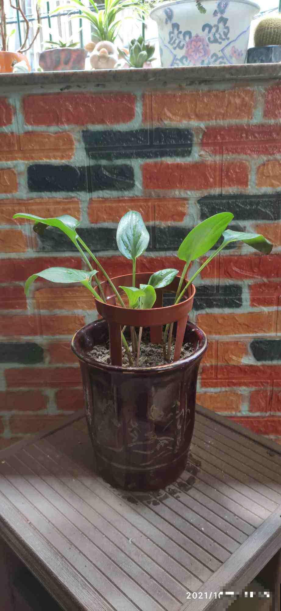 养花先养根,3个养根小技巧,植物呼呼长出白根 养花先养根,3个养根小技巧,植物呼呼长出白根