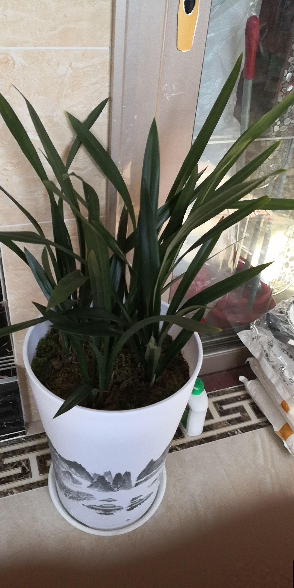 瓷盆养花越养越瞎，养花选盆别用瓷盆，花都养死了