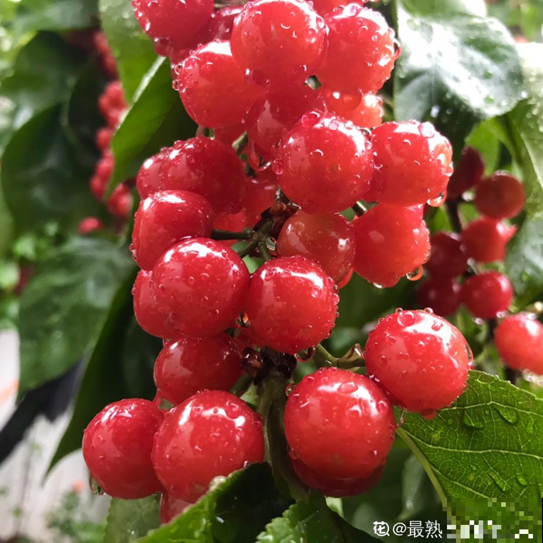 带着父母回农村，把老院子种满花，过简单生活