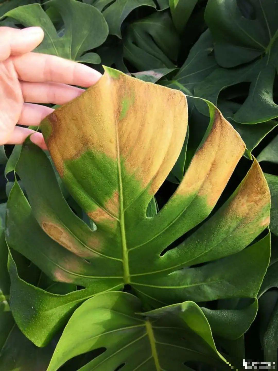 10种“怕晒花”，越晒死越快，半阴地儿反倒长得旺