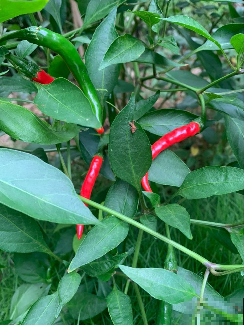 自制养花杀虫水,一天给花喝一勺,安全好用无污染 自制养花杀虫水,一天给花喝一勺,安全好用无污染