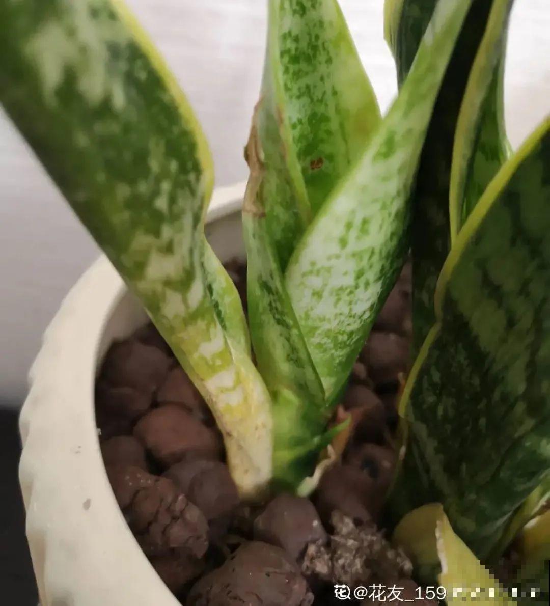 10种花得穷养，盆越小、水越少，越长得旺