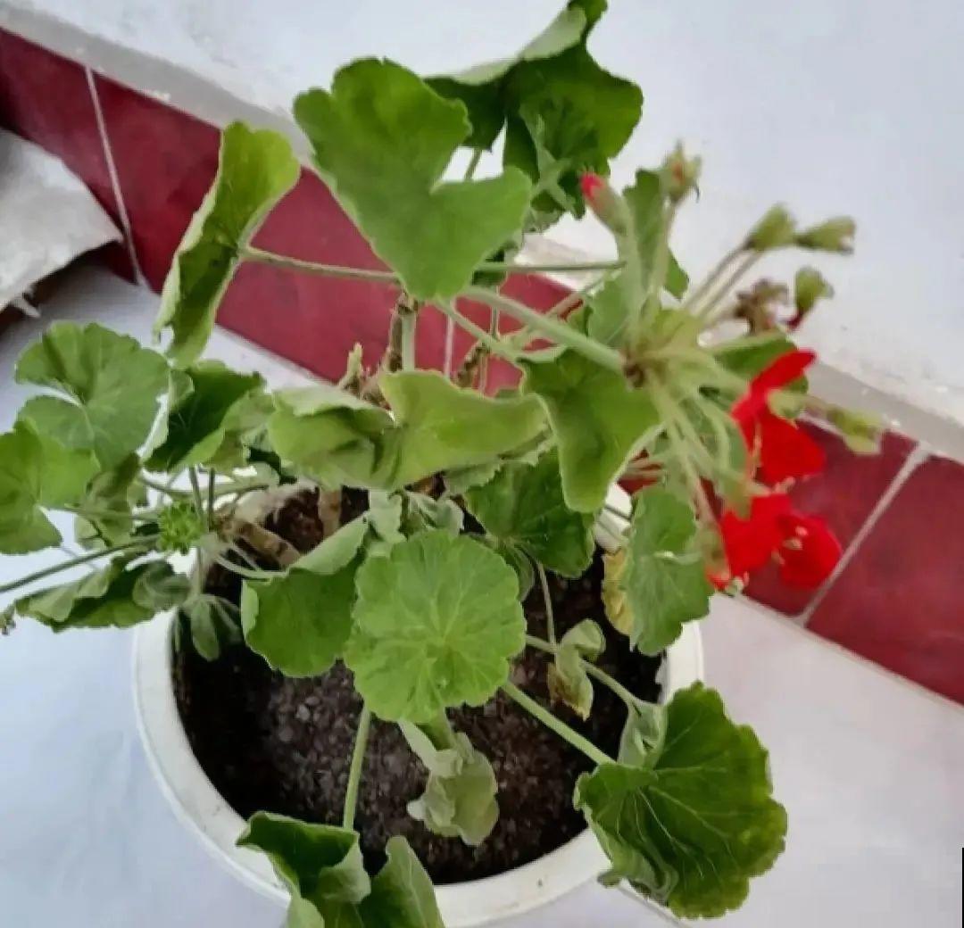 10种花，冬天别喷水，越喷越烂叶，变成光杆特丑