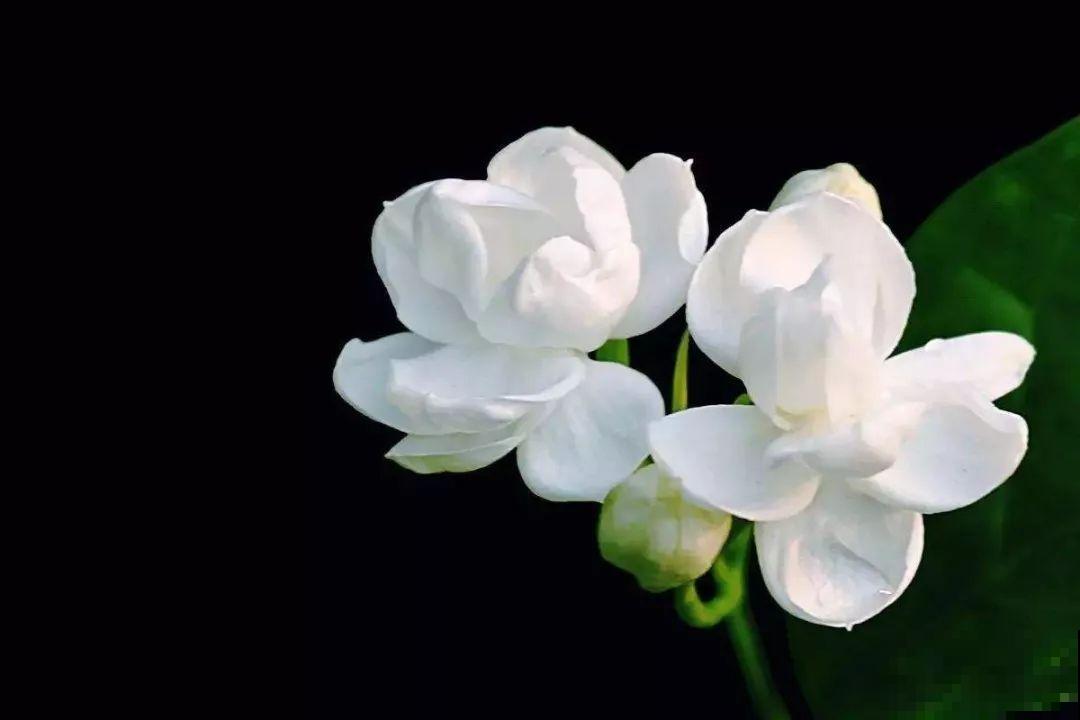 温度降到10℃，这5种花不进屋，很快就冻伤