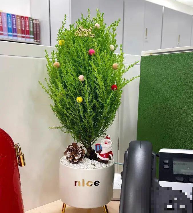 家里养一盆小香松,芬芳满室,满屋子都是高级香水味 家里养一盆小香松,芬芳满室,满屋子都是高级香水味