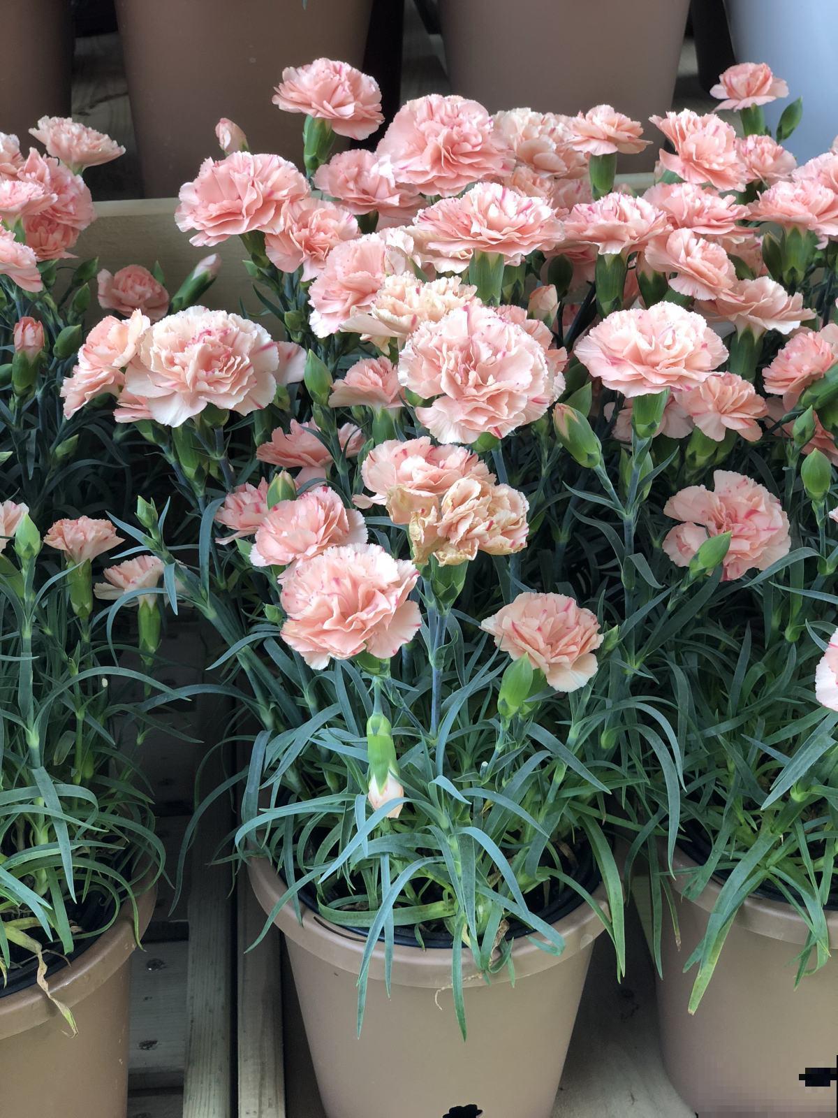 秋天常见的60种花，最全花卉图谱，收藏起来慢慢看