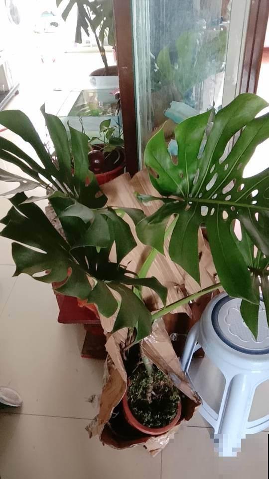 垃圾桶里找宝藏，淘到3盆花，省下我好多钱！