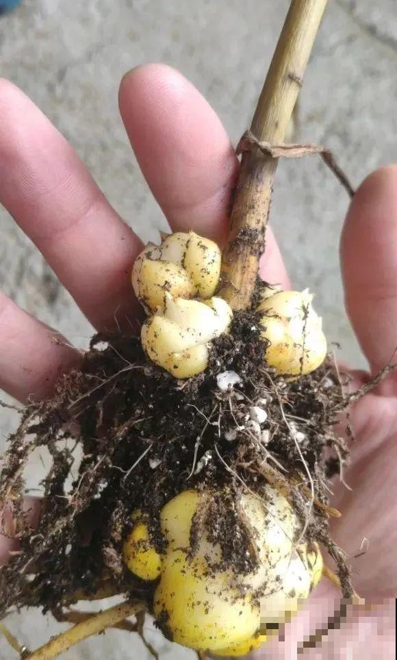 7种花冬天会假死，叶子掉光不要扔，明年还能大爆花！