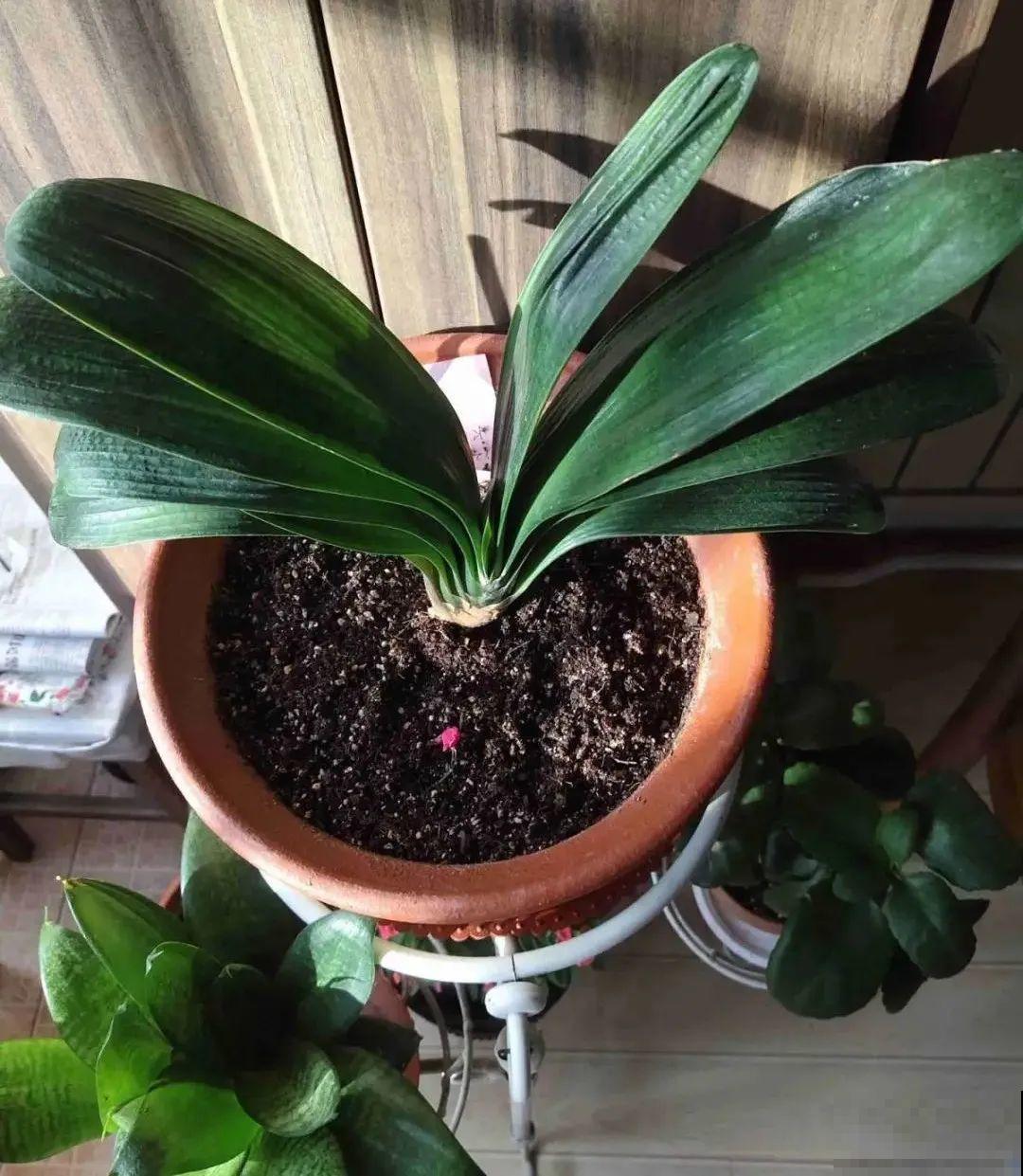 养君子兰就得学会6要点，叶子绿油亮，开花多又大