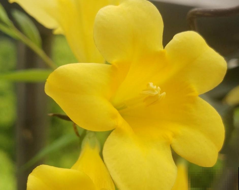 从冬天到夏天都开花的4种绿植，耐寒又好养，陪你度过寒冷的冬日