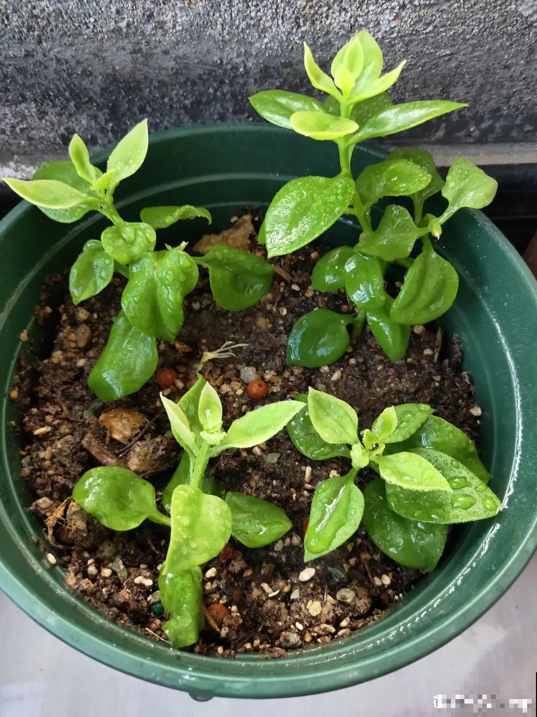 现在扦插8种花，生根快长得旺，冬春季节就开花