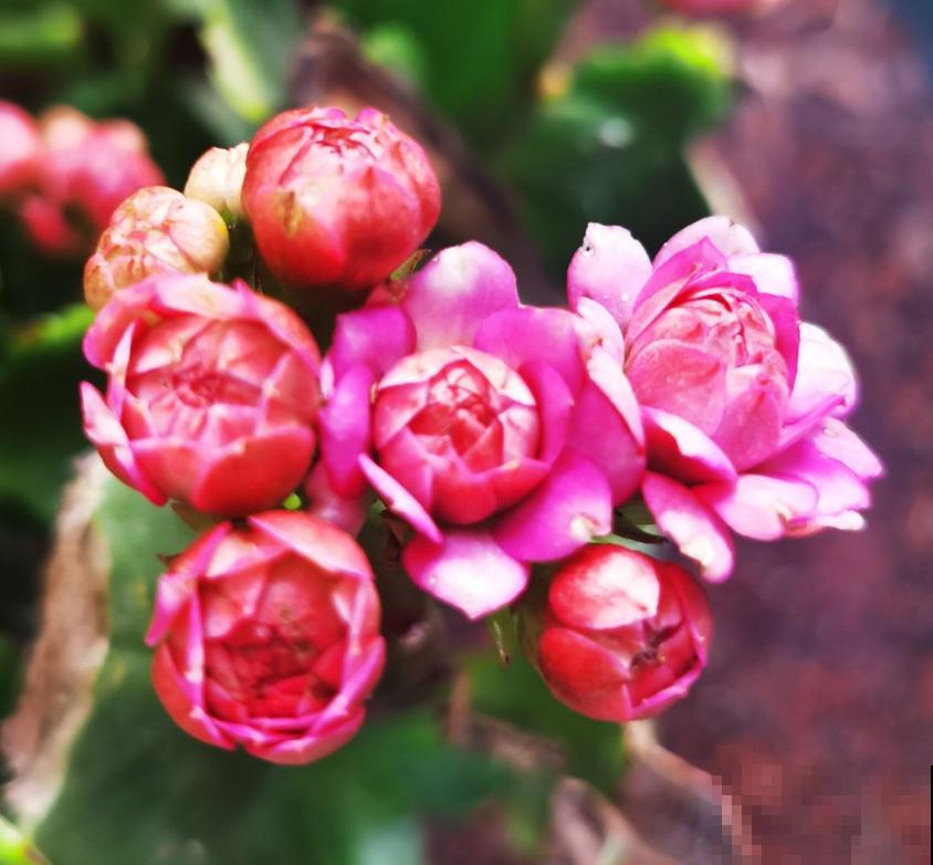 冬天怕浇水的植物，浇的越多死的越快，控制你“勤劳的双手”