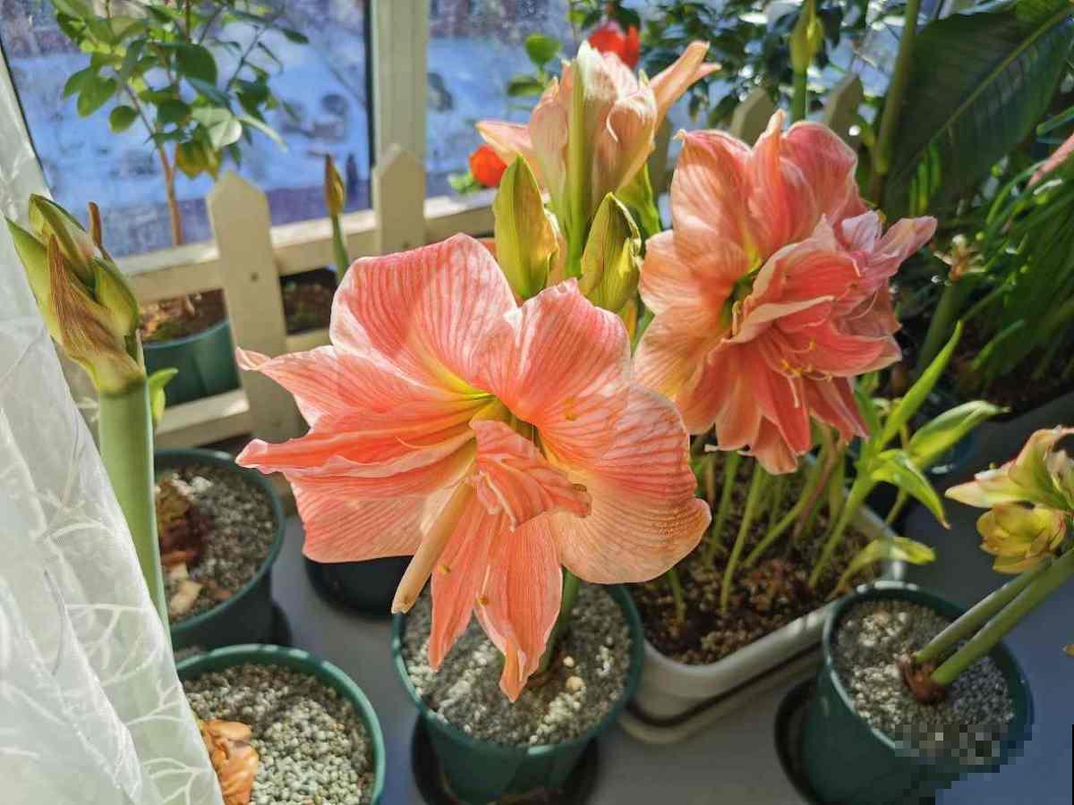 4种常见的朱顶红品种，养一盆就增色不少，开花比脸还大