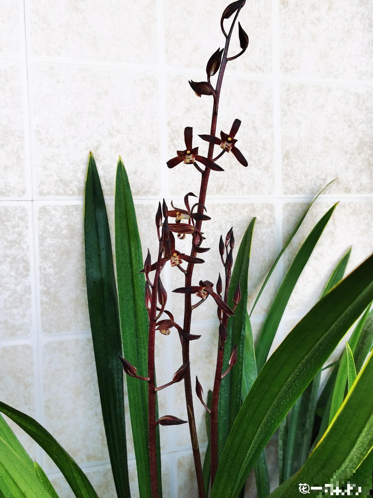 爷爷喜欢养兰花，却因品种普通被嘲笑，太气人