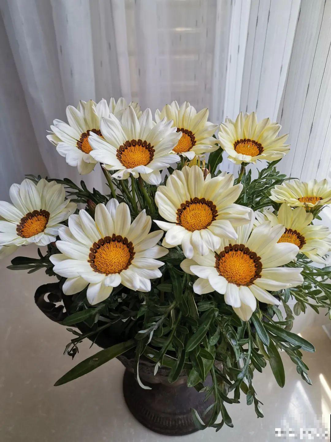 5种小清新菊花，花期长，花量大，秋天值得入手！