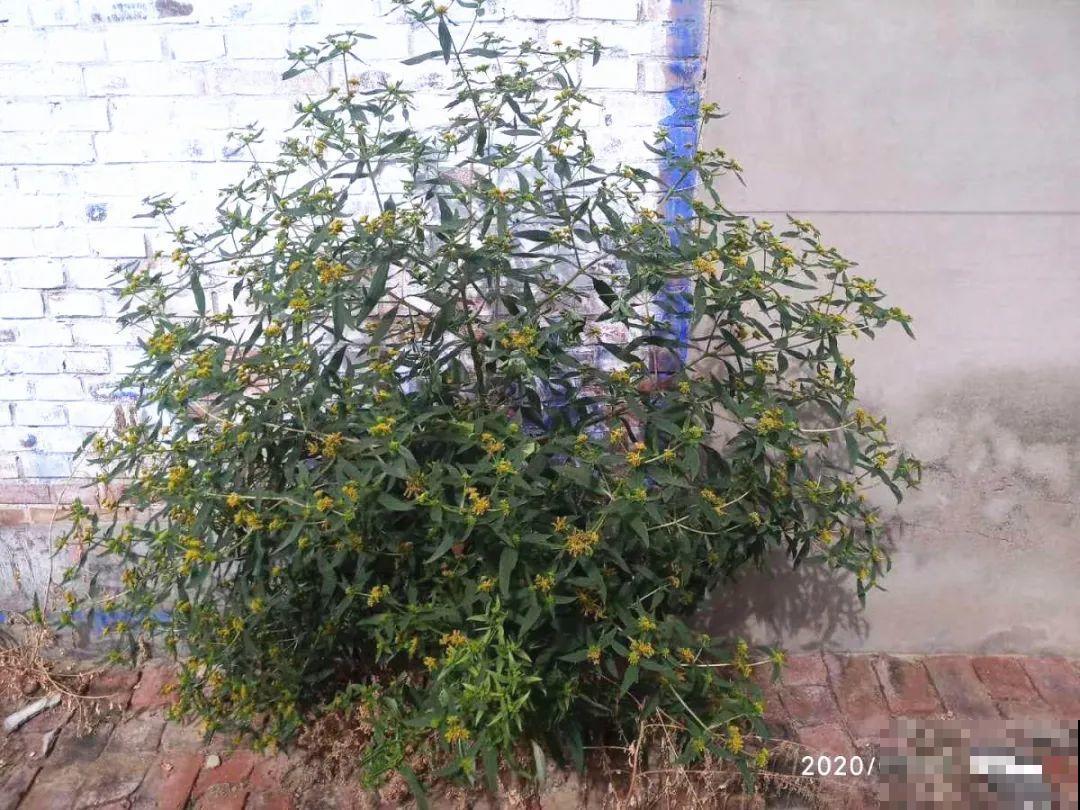 河南等地遭“恶魔之花”入侵，看到之后赶紧报告，不然会有大麻烦