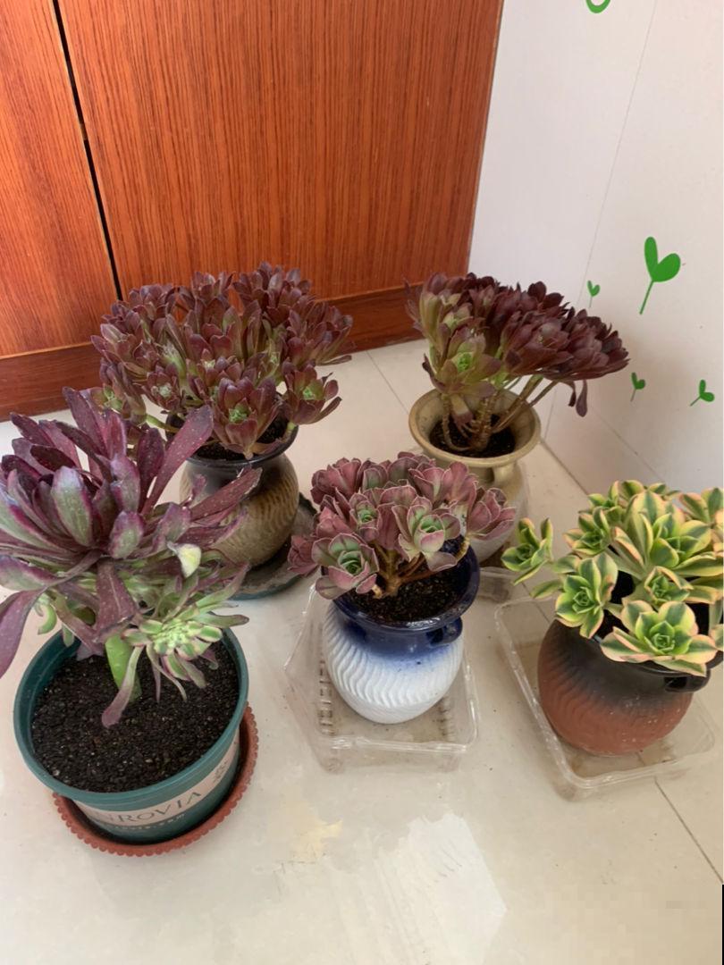 养花千万别用1种盆，花种上就容易烂根，另外4种花盆随便用