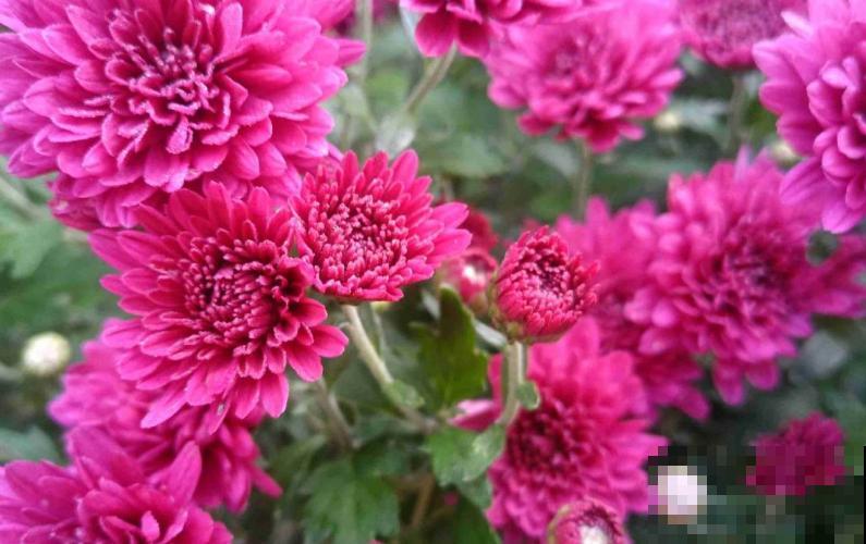 “10大不吉利”花排行榜，新手已经“退货”了，你家养过吗？