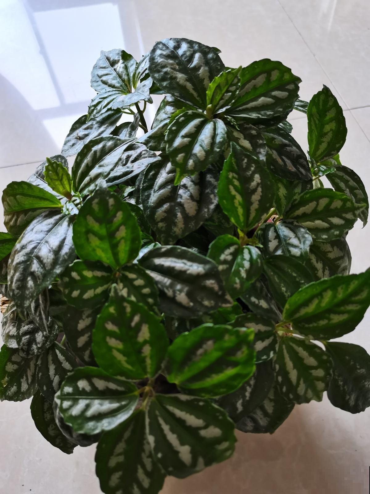 10块钱一盆的冷水花,叶子精美得像一幅画,不愧是网红植物 10块钱一盆的冷水花,叶子精美得像一幅画,不愧是网红植物